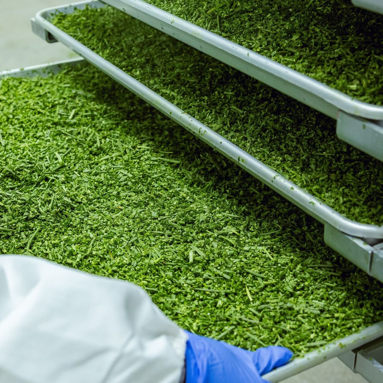 Retail staff checking freeze-dried herbs on supermarket shelf