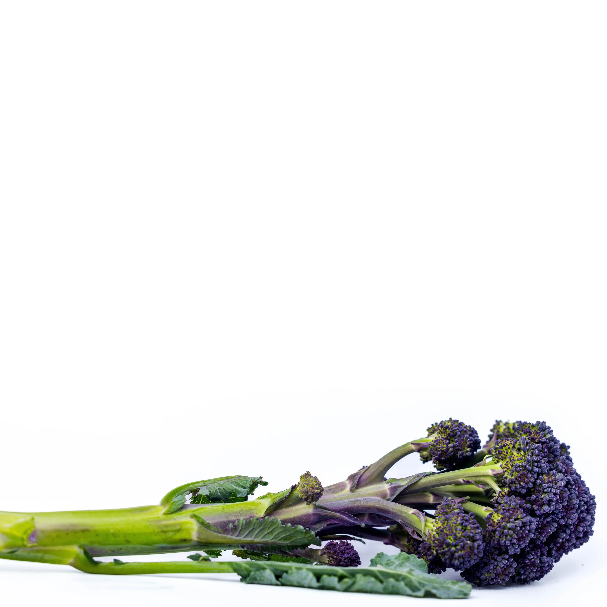 A picture of a good looking Broccoli Burgundy