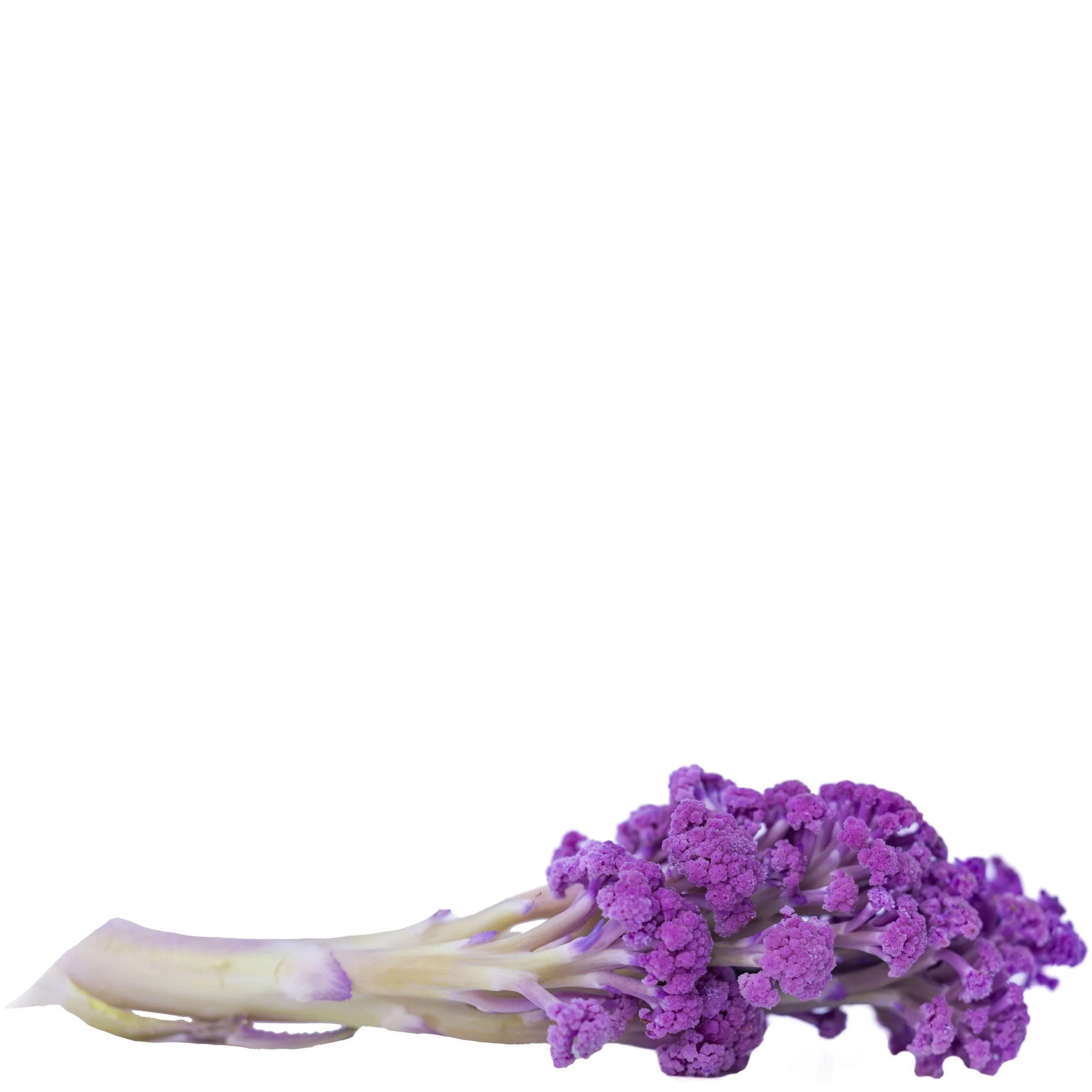 A picture of a good looking Murasaki Fioretto