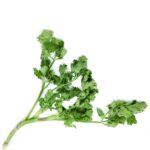 A picture of some good looking Coriander