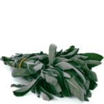 A picture of good looking Sage