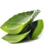 A picture of good looking Aloe Vera