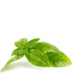 A picture of good looking Basil