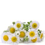 A picture of good looking Chamomile