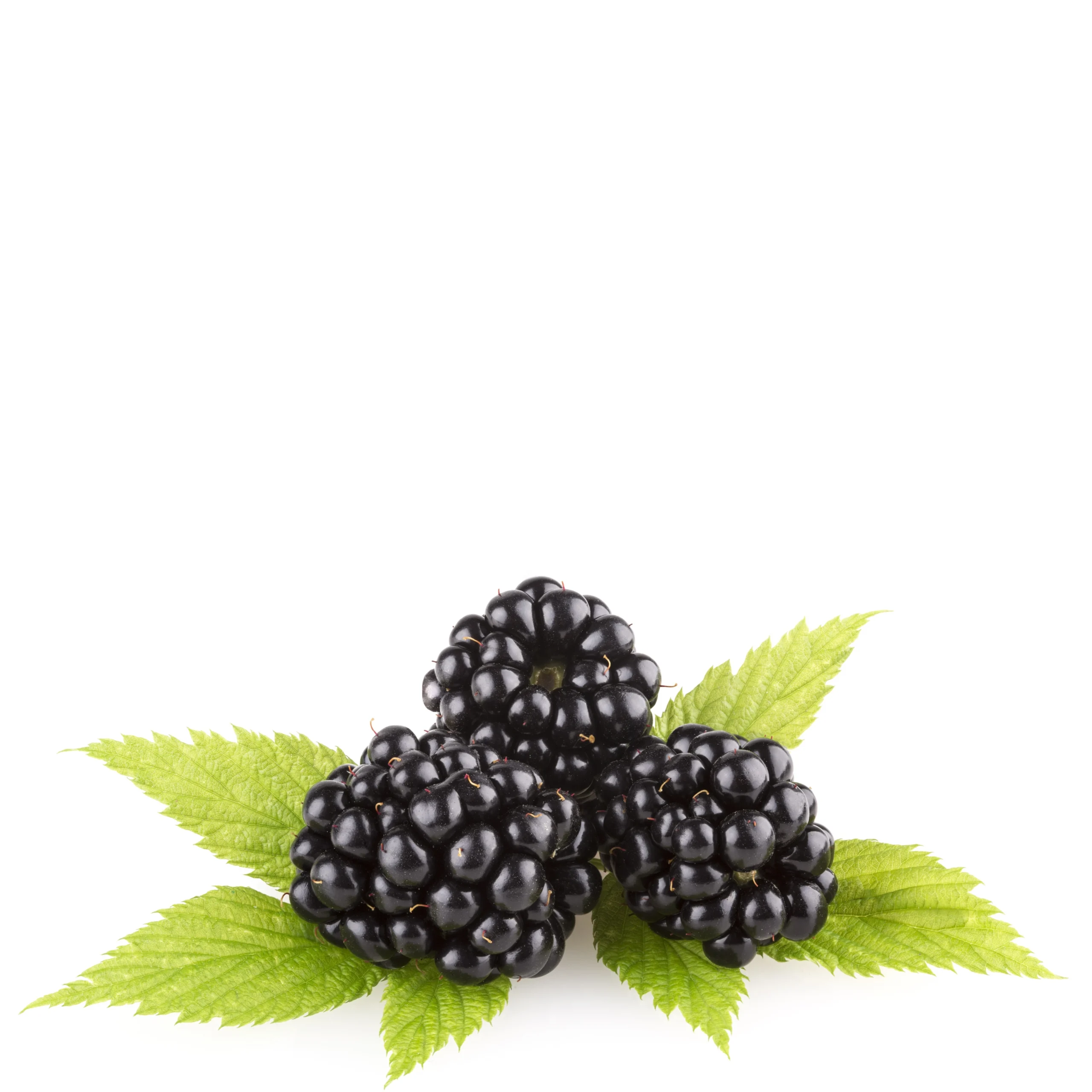 A picture of good looking Blackberries
