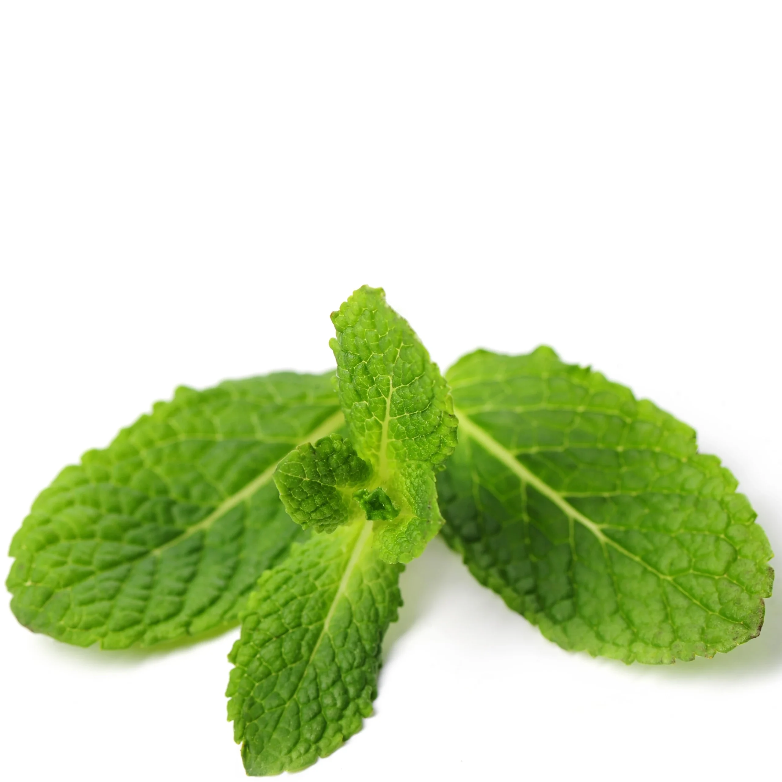 fresh-mint-leaves-isolated
