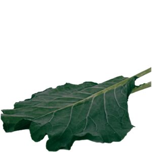 A picture of some good looking Kale