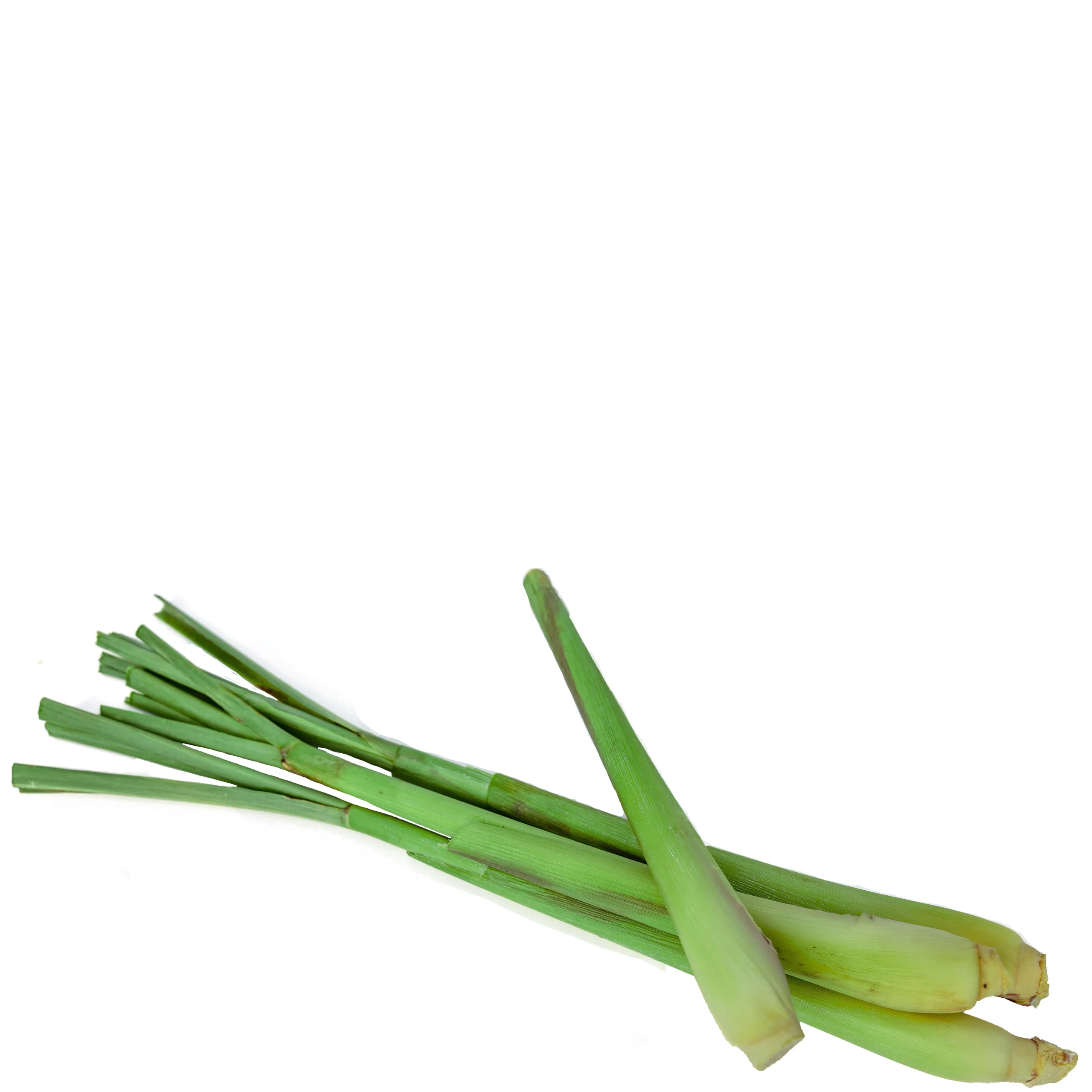 A picture of a good looking Lemon grass
