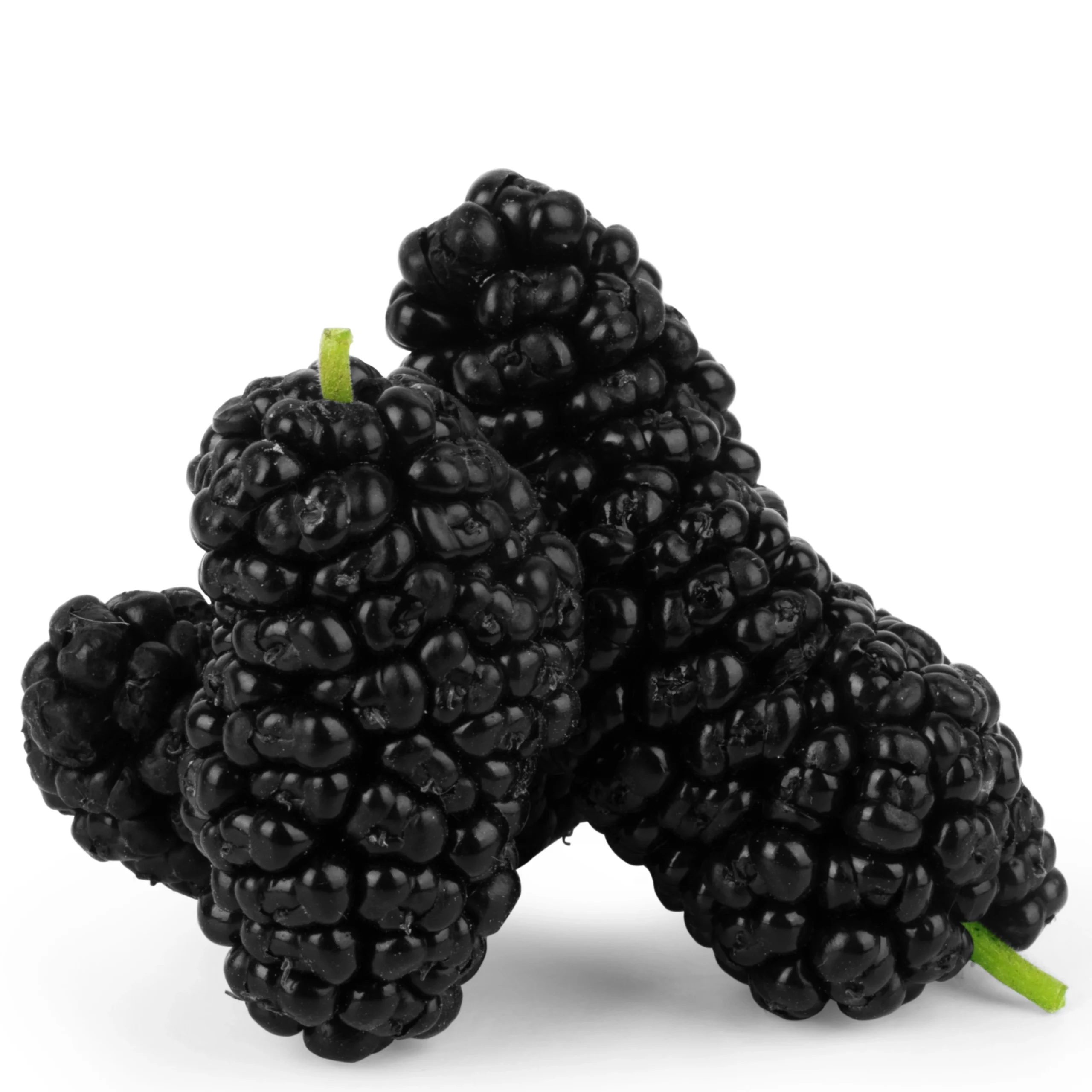 A picture of good looking Mulberries