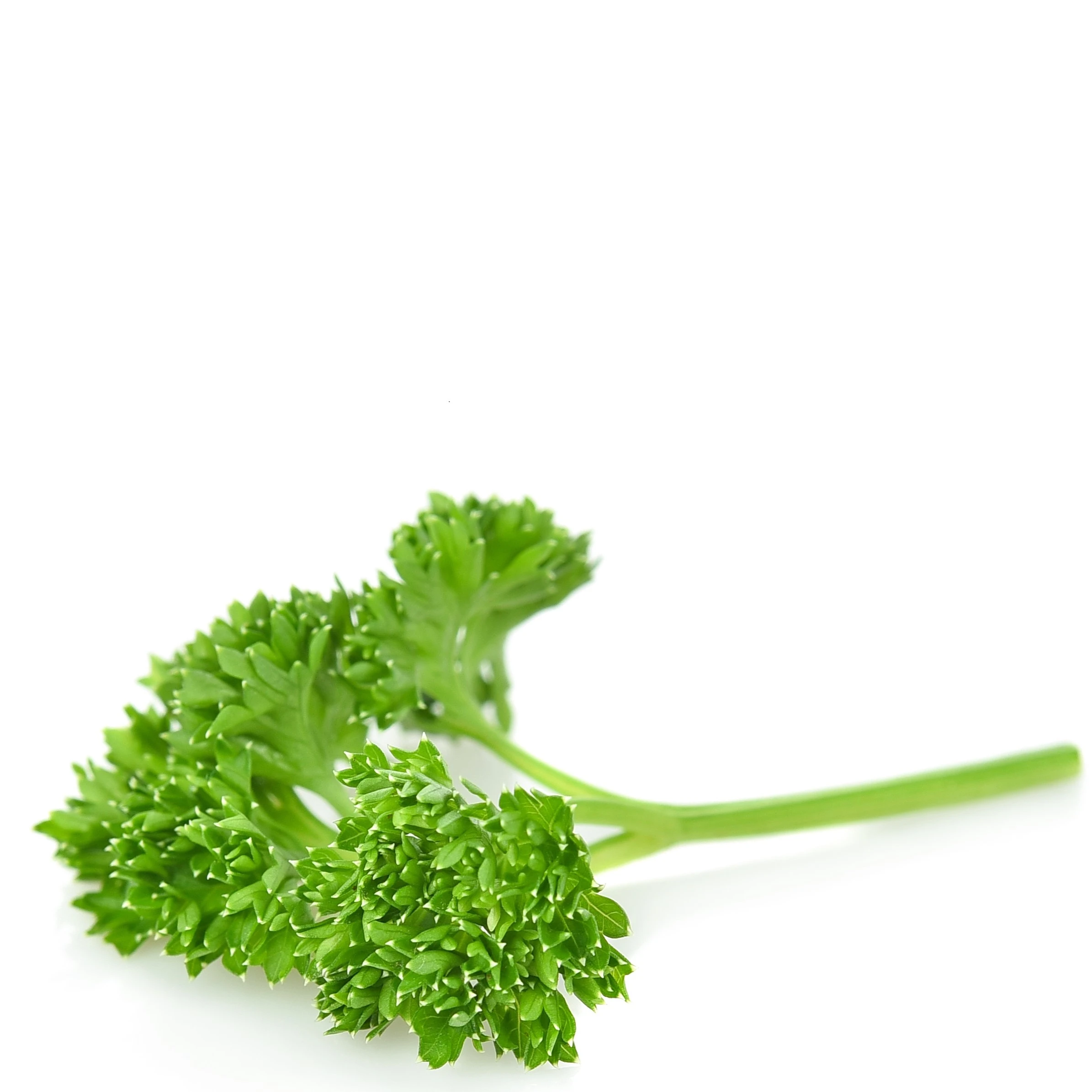 A picture of a good looking Parsley