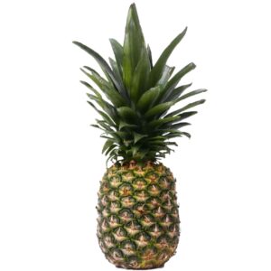 A picture of a good looking Pineapple