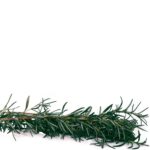 A picture of some good looking Rosemary