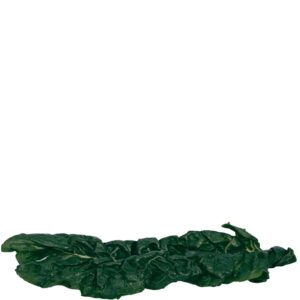 A picture of a good looking Spinach leaf