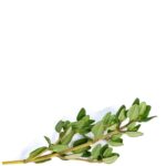 A picture of some good looking Thyme