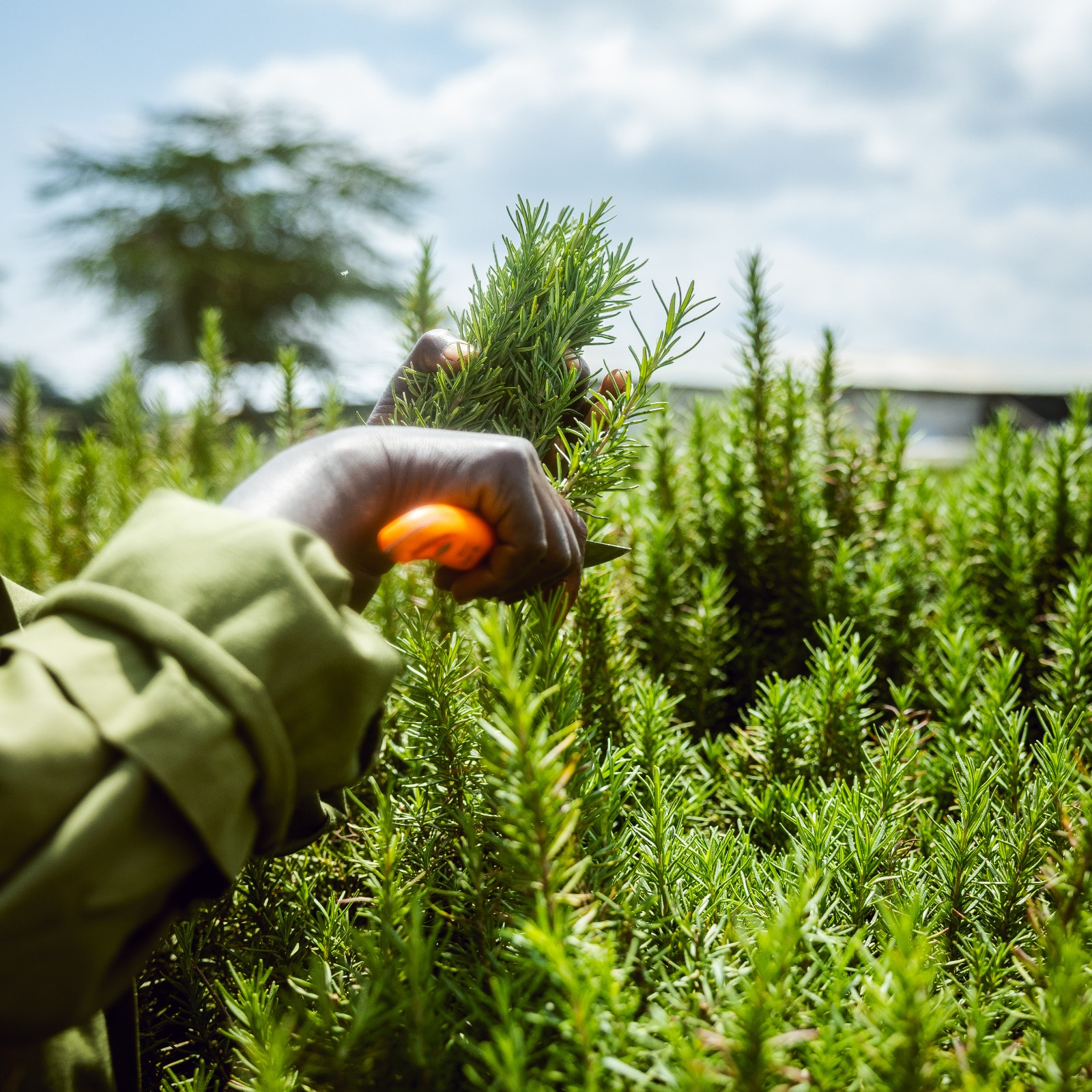 Consulting discussion