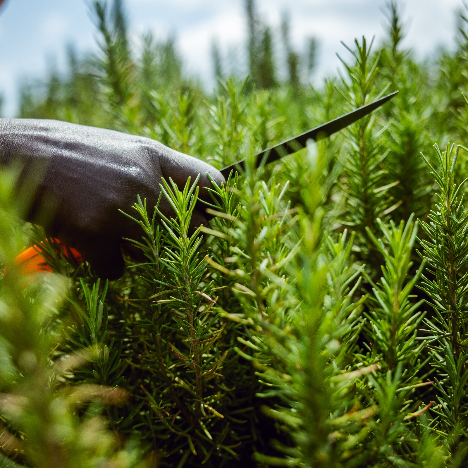 Farm to shelf supply chain